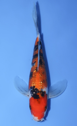 錦鯉【NISHIKI-GOI】／KOI 紅白【KOUHAKU】／Red and White. ／ 新潟市【NIIGATA-CITY】／Born in 小千谷【OJIYA】／ 3才（3 years old） ／SIZE：40cm Ojiya, Niigata (新潟県小千谷市) - Nishikigoi no Sato (錦鯉の里