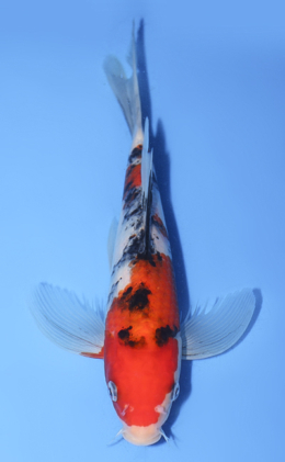 Koi Auction - Buy Online the Best Nishikigoi from Niigata, Japan