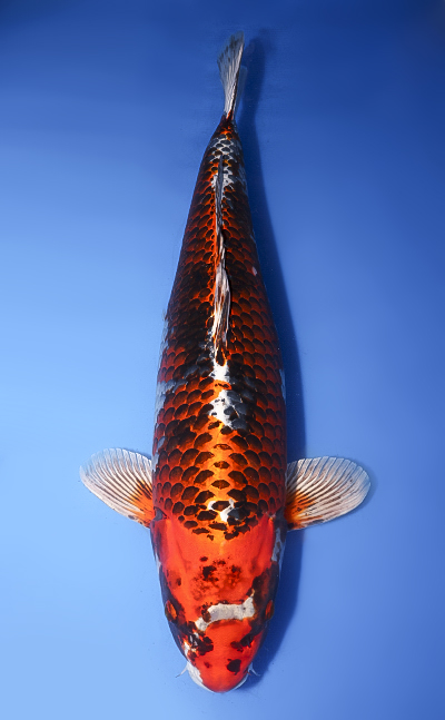 koi様　確認用 Kujyaku - Koi For Sale - Kodama Koi Farm