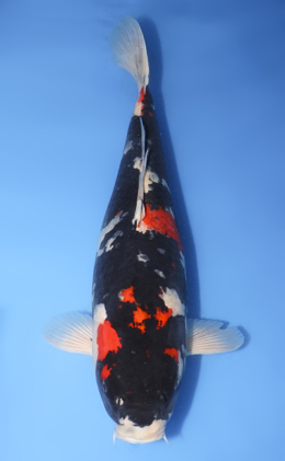 Koi Auction - Buy Online the Best Nishikigoi from Niigata, Japan
