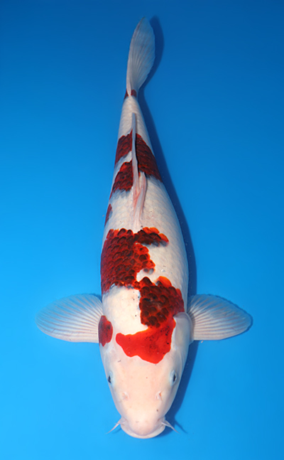 Sakazume Koi Farm Archives - Kodama Koi Farm