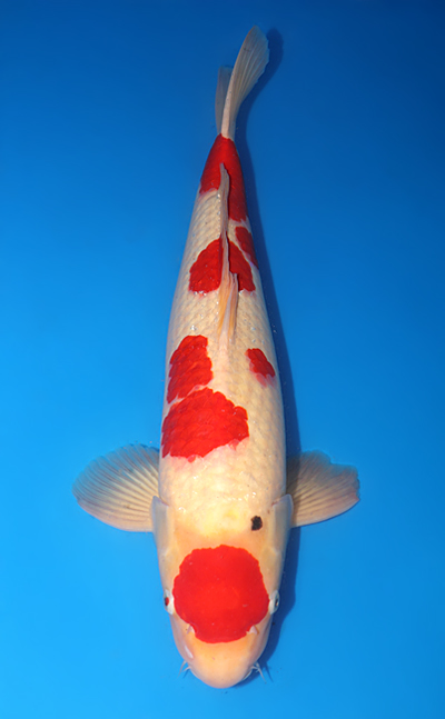 クオリア kohaku Kohaku - koi #y0423s030 - Dainichi Koi Farm