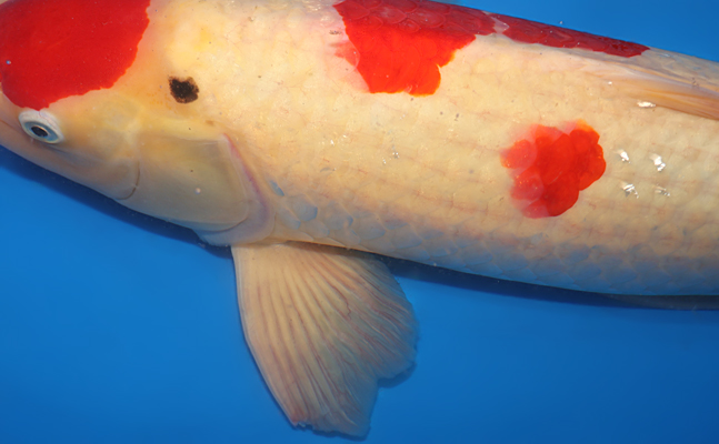 Kohaku - koi #y0423s030 - Dainichi Koi Farm