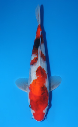 y0414a Archives - Kodama Koi Farm
