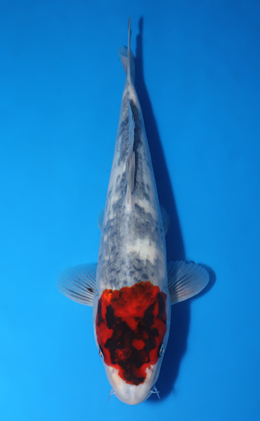 Goshiki - Koi for Sale - Kodama Koi Farm