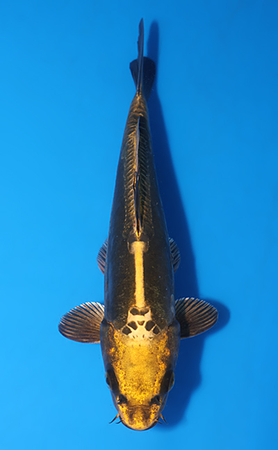 鯉 y0424a Archives - Kodama Koi Farm
