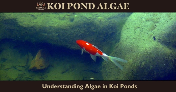 How to Get Rid of Algae in Koi Pond Naturally