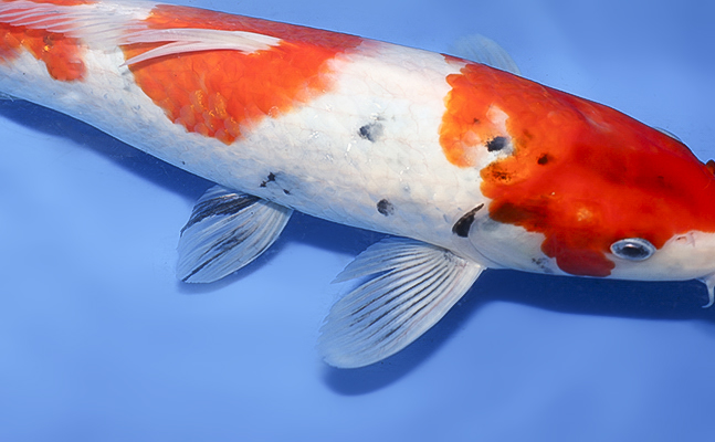 Showa - koi #y0427a008 - Dainichi Koi Farm