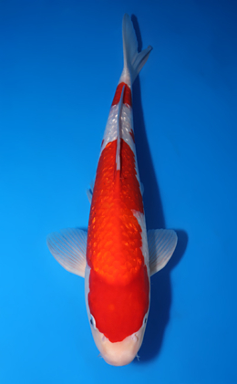 Koi Auction - Buy Online the Best Nishikigoi from Niigata, Japan Koi Auction - Buy Online the Best Nishikigoi from Niigata, Japan