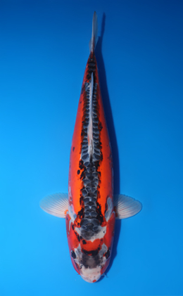 Shop the Best Koi Fish for Sale - Hand-Picked from Japan's Top