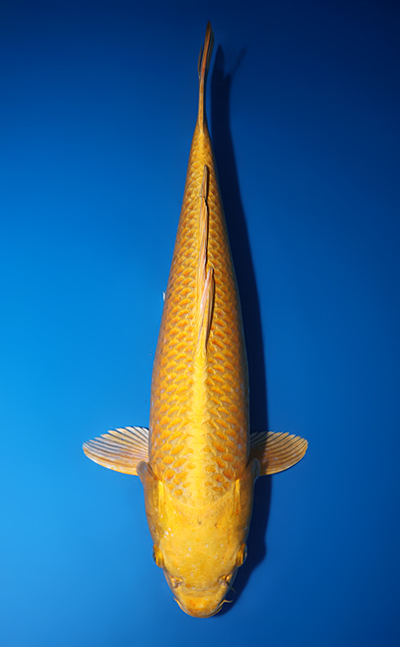 Izumiya Koi Farm Archives - Kodama Koi Farm