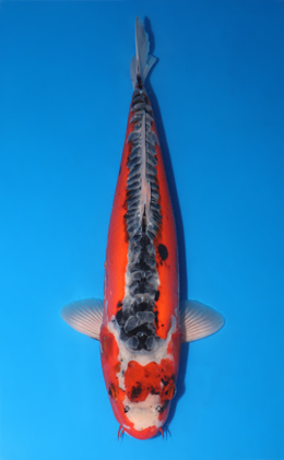 Shop the Best Koi Fish for Sale - Hand-Picked from Japan's Top