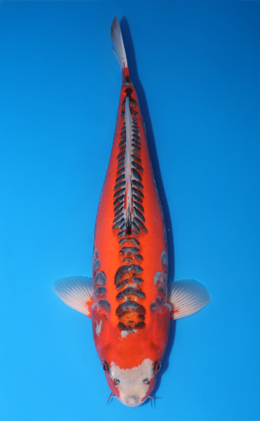Shop the Best Koi Fish for Sale - Hand-Picked from Japan's Top