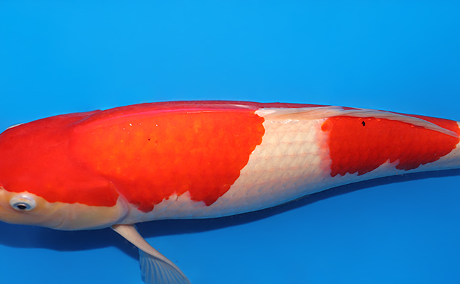kohaku Singa Kohaku Beloved Edition – Oblotzky Industries