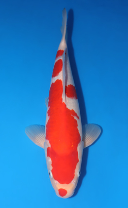 Kohaku - koi #y0504t001