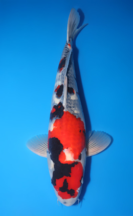 Showa - koi #y0504t002