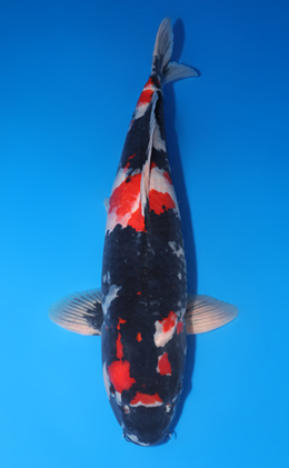 Showa - koi #y0504t007