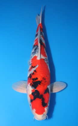 Showa - koi #y0504t011