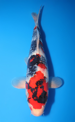 Showa - koi #y0504t012