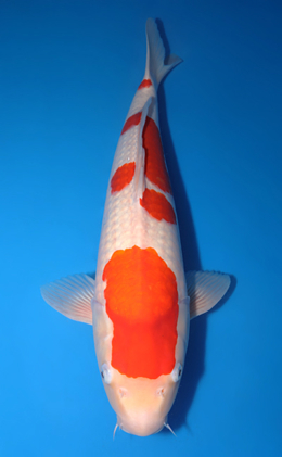 Kohaku - koi #y0504t013
