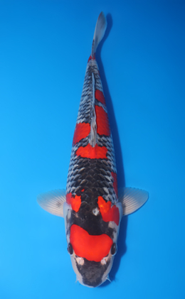Goshiki - koi #y0504t014
