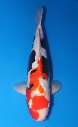 Beni Kumonryu - koi #y0504t017
