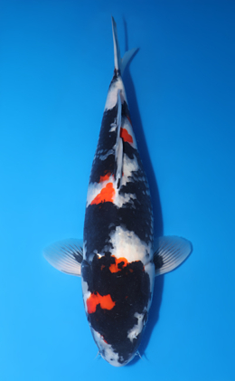 Showa - koi #y0504t019