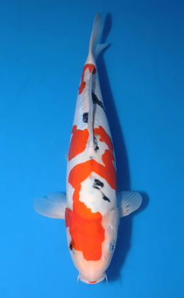 Doitsu Sanke - koi #y0504t020