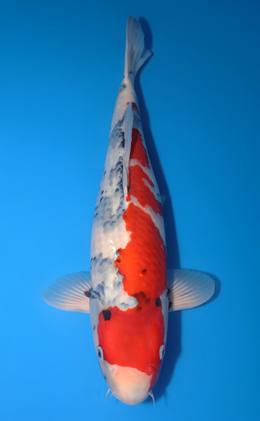 Showa - koi #y0504t021