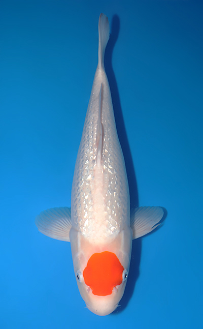 Ginrin Tancho Kohaku - koi #y0504t030 - Maruhiro Koi Farm