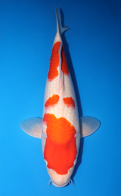 Taro's Collection Archives - Kodama Koi Farm