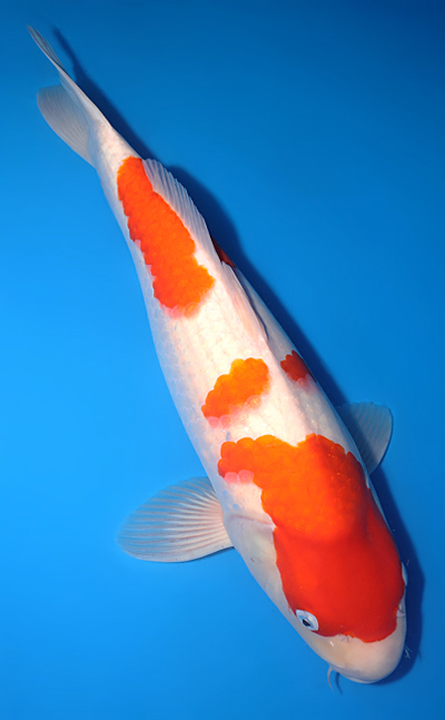 Kohaku - koi #y0504t038 - Dainichi Koi Farm