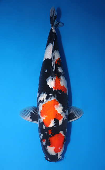 Taro's Spring Collection Archives - Kodama Koi Farm