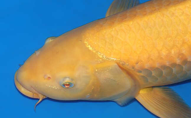 Kigoi - koi #y0504t045 - Otsuka Koi Farm
