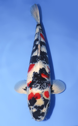 Search - Kodama Koi Farm