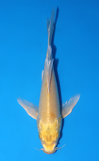 Hirenaga Ogon - koi #y0508a020 - Suda Koi Farm