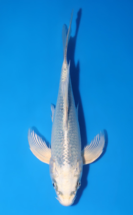 x0903a Archives - Kodama Koi Farm