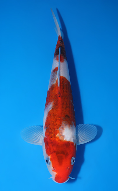 コーイチ様 Sakazume Koi Farm Archives - Kodama Koi Farm