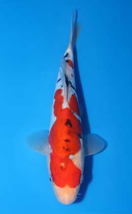 x0903a Archives - Kodama Koi Farm