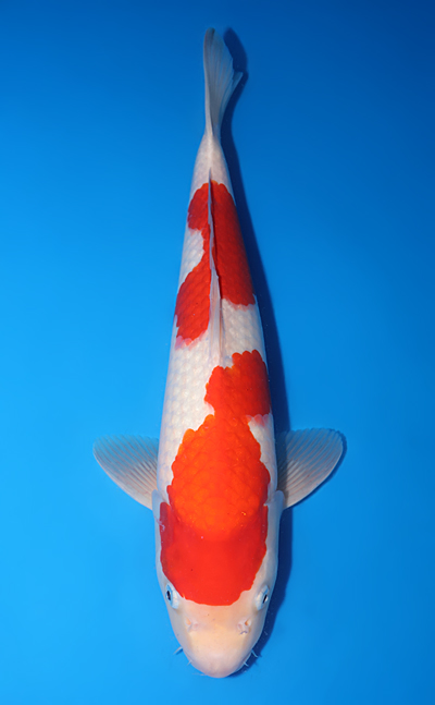 Kohaku - koi #y0512s023 - Dainichi Koi Farm