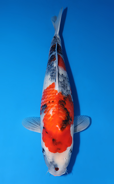 Showa - koi #y0512s045 - Dainichi Koi Farm