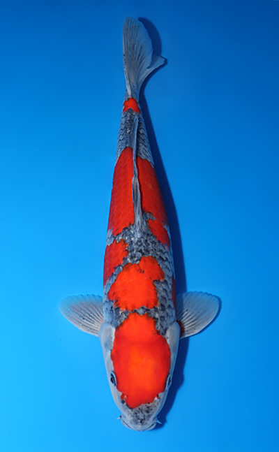 Shop the Best Koi Fish for Sale - Hand-Picked from Japan's Top