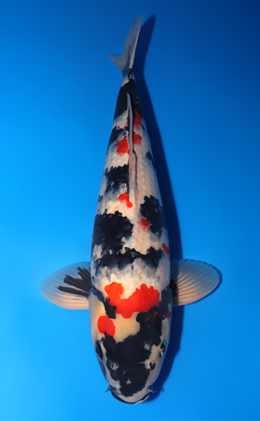 Showa - koi #y0518t004