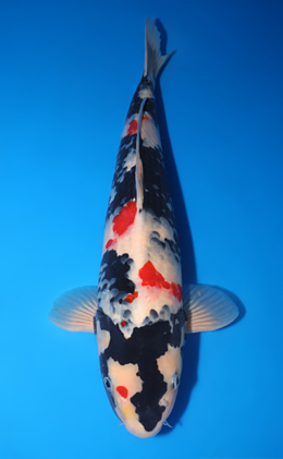 Showa - koi #y0518t007