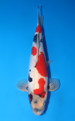 Taro's Spring Collection Archives - Kodama Koi Farm