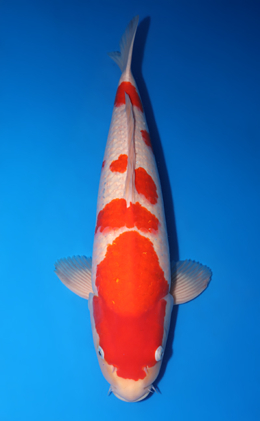 Kohaku - koi #y0518t013