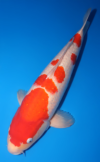 Kohaku - koi #y0518t013 - Dainichi Koi Farm