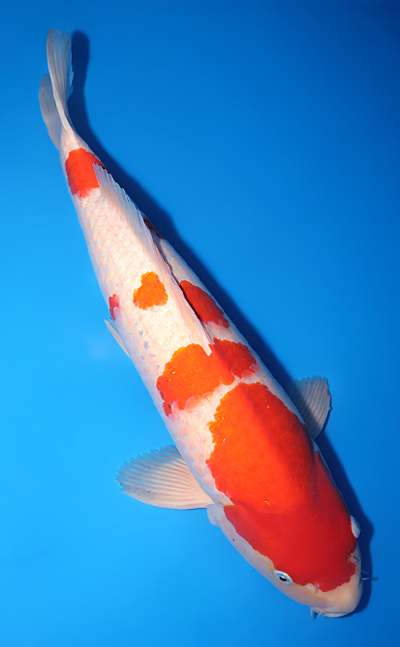 Kohaku - koi #y0518t013 - Dainichi Koi Farm