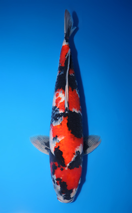Showa - koi #y0518t015