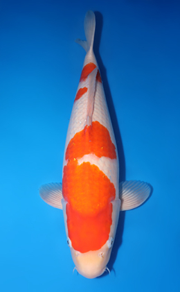 Kohaku - koi #y0518t017